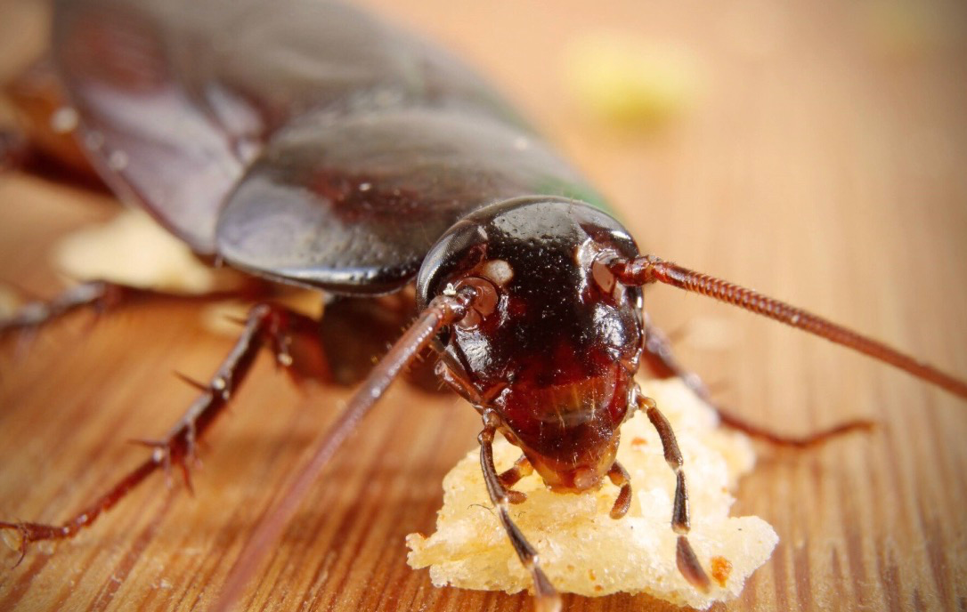 Как правильно выбрать гелевую приманку от тараканов для борьбы с вредителями