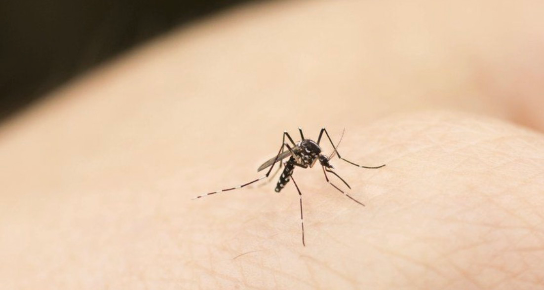 Что вызывает рост комаров и как этого можно избежать?