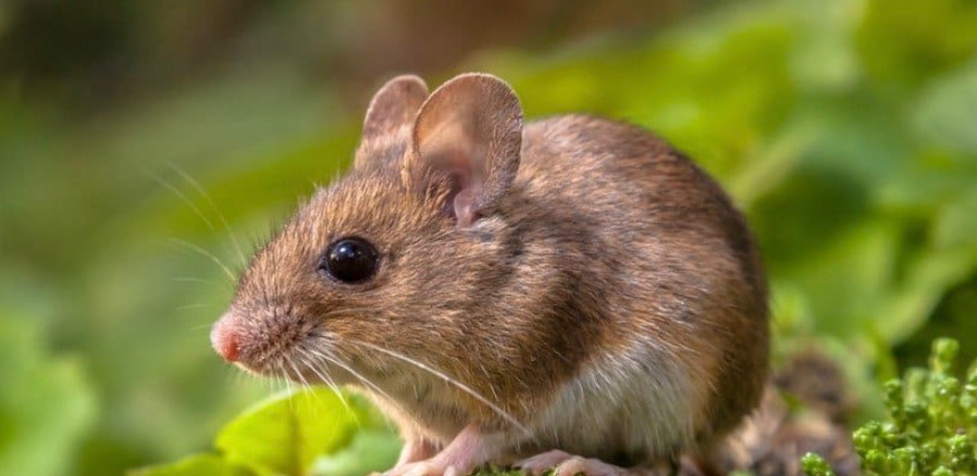 OEM-ловушка для управления мышью |Ответ на ваши потребности в борьбе с вредителями