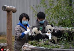 Китайская Панда