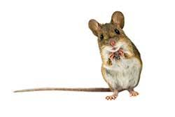 Как избавиться от мышей