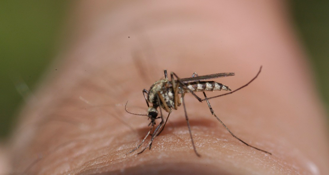 Почему комары часто населяют тропические регионы?
